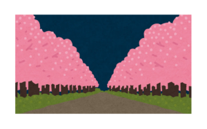 夜桜 Yozakura