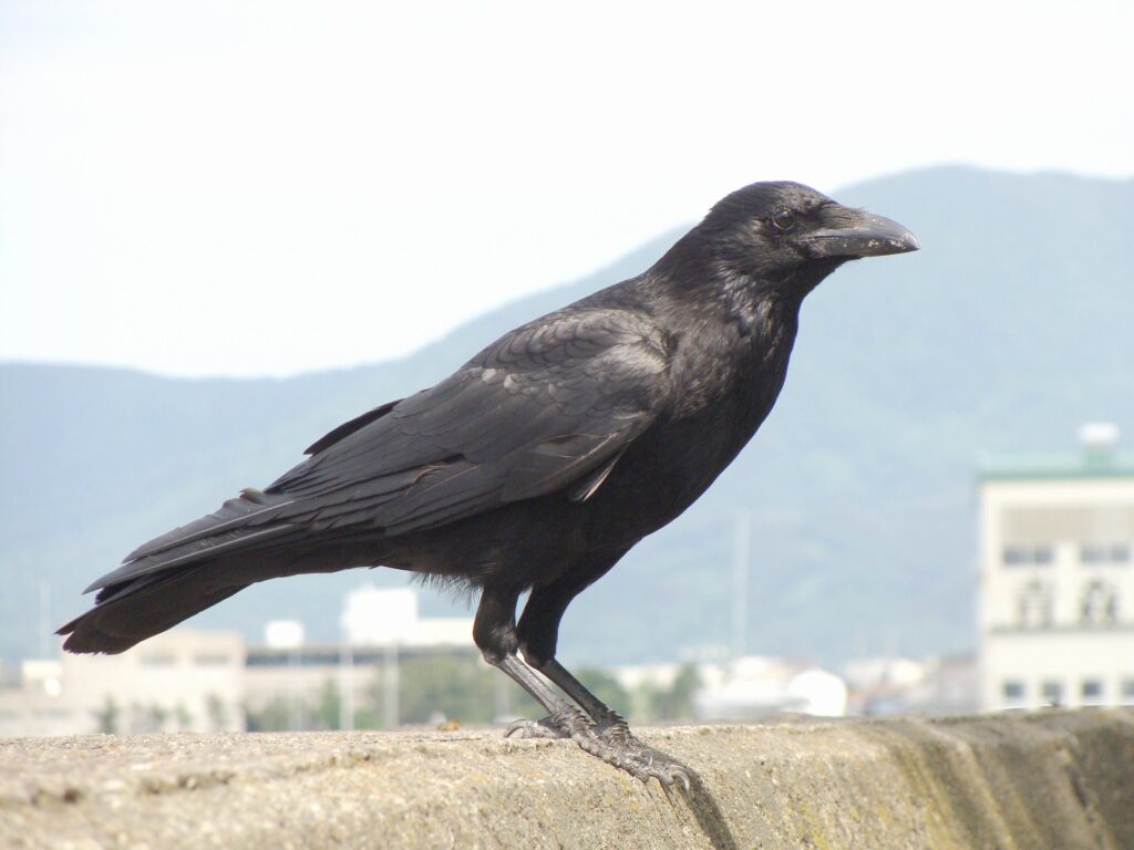 Karasu