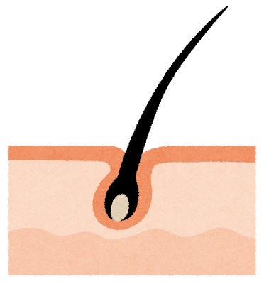 毛 Poil, fourrure, cheveu