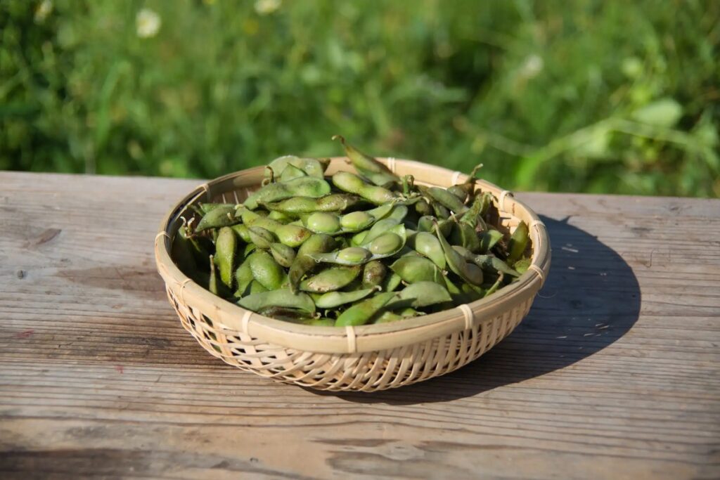 Edamame
