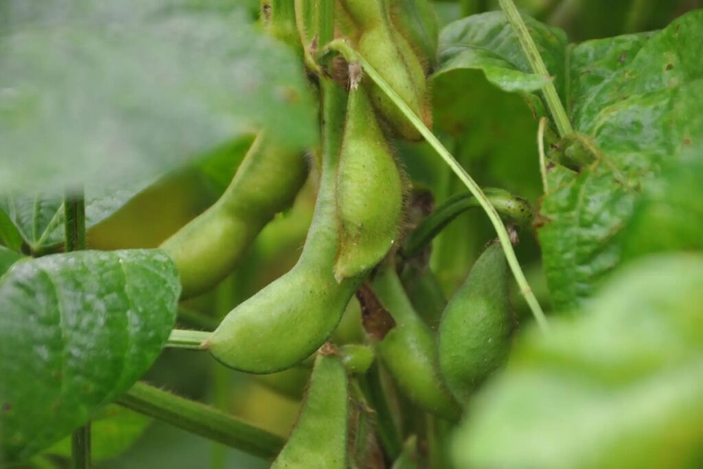 Edamame