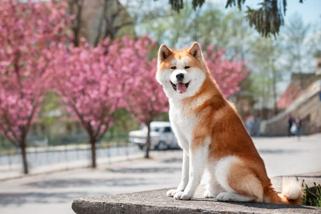 Akita inu