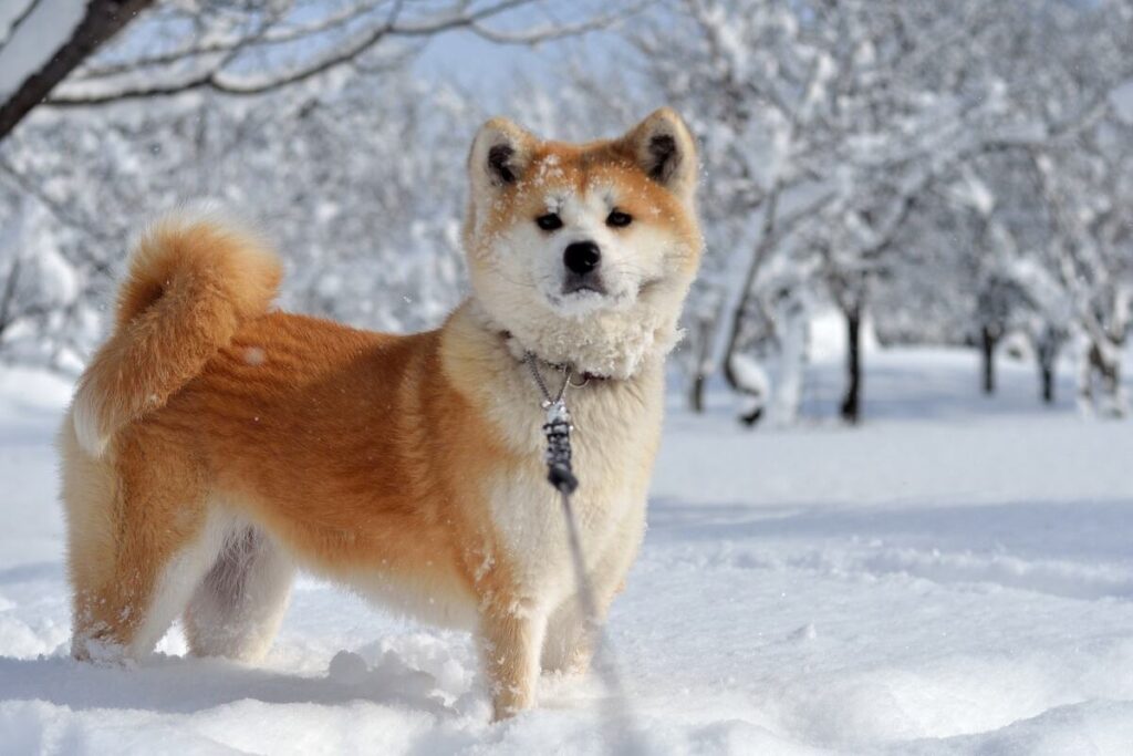 Akita inu