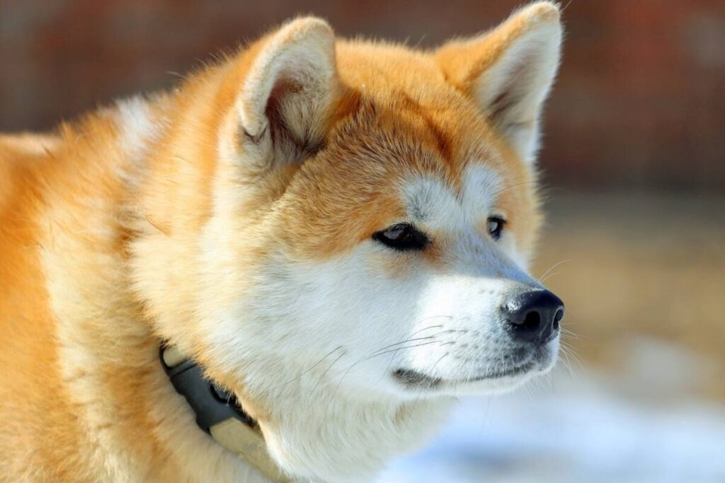 Akita inu