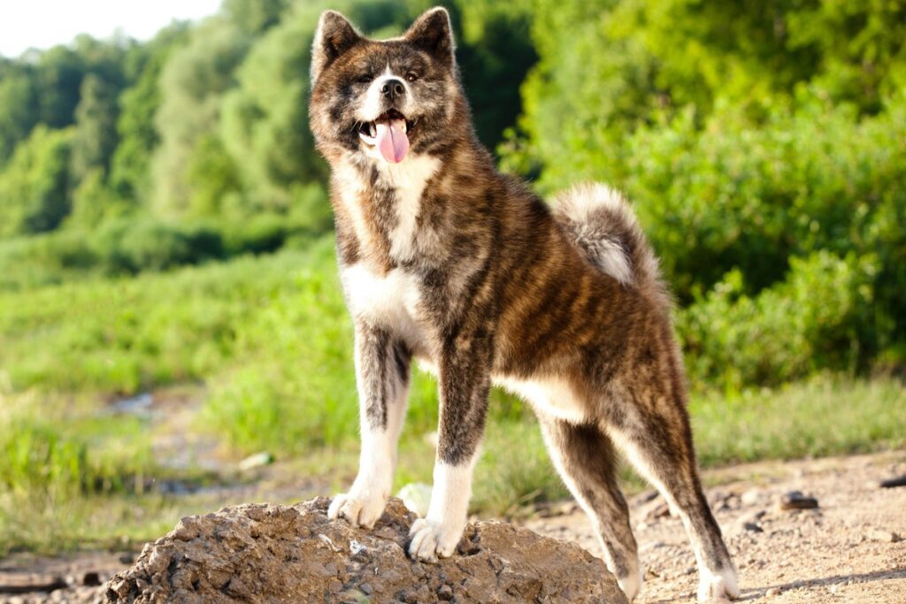 Akita inu