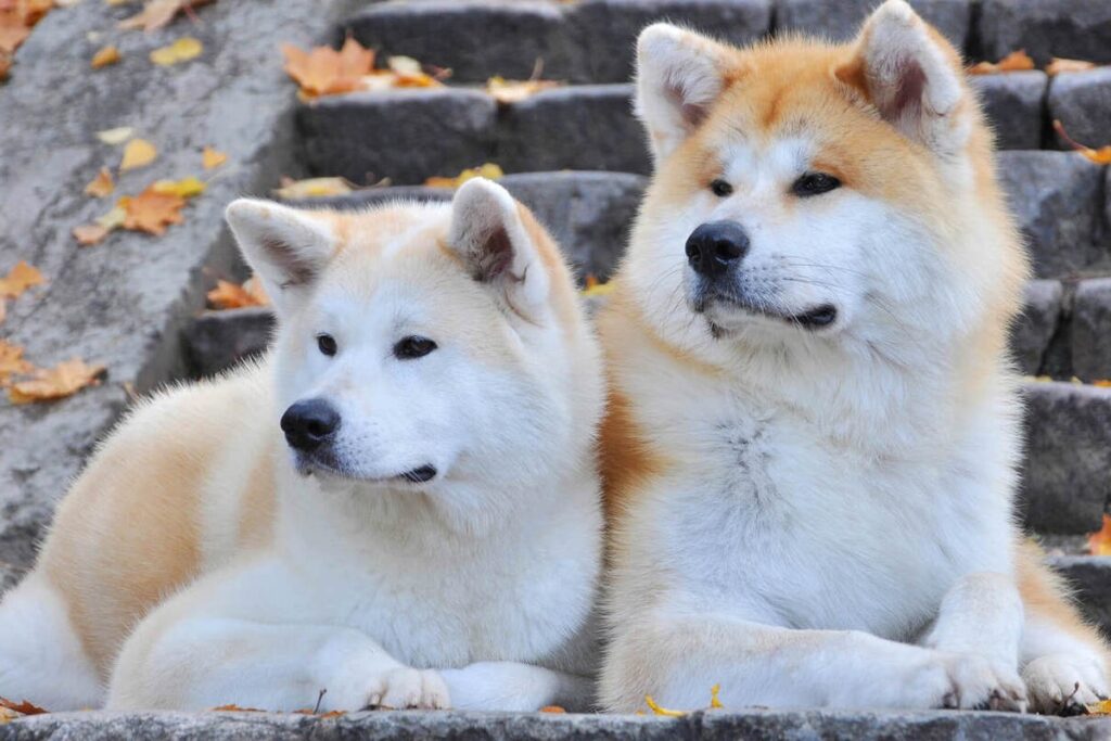 Akita inu