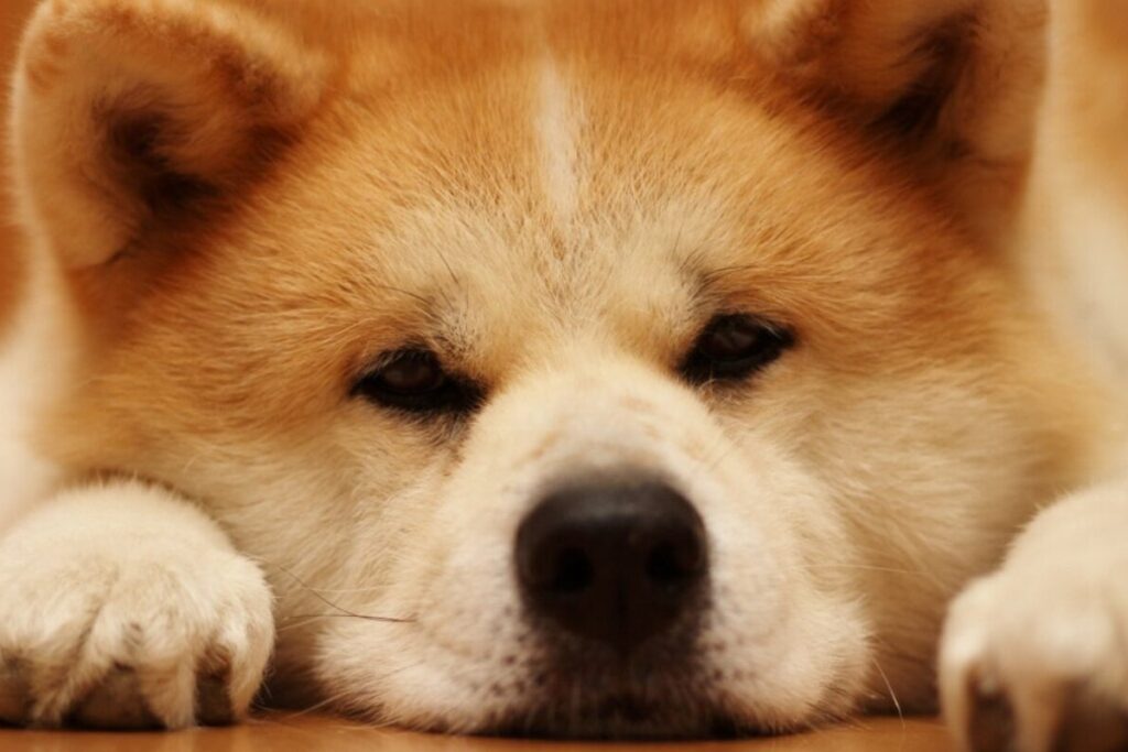 Akita inu