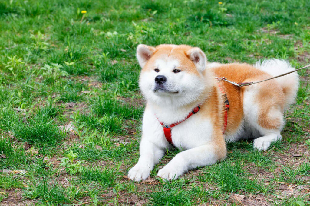 Akita inu