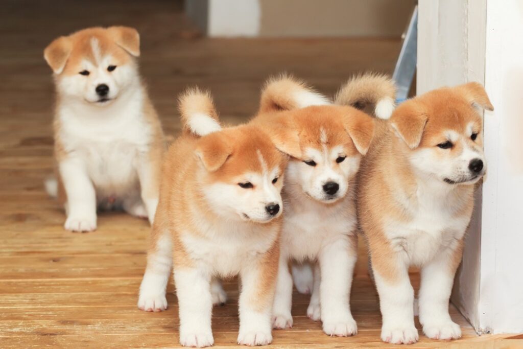 Akita inu