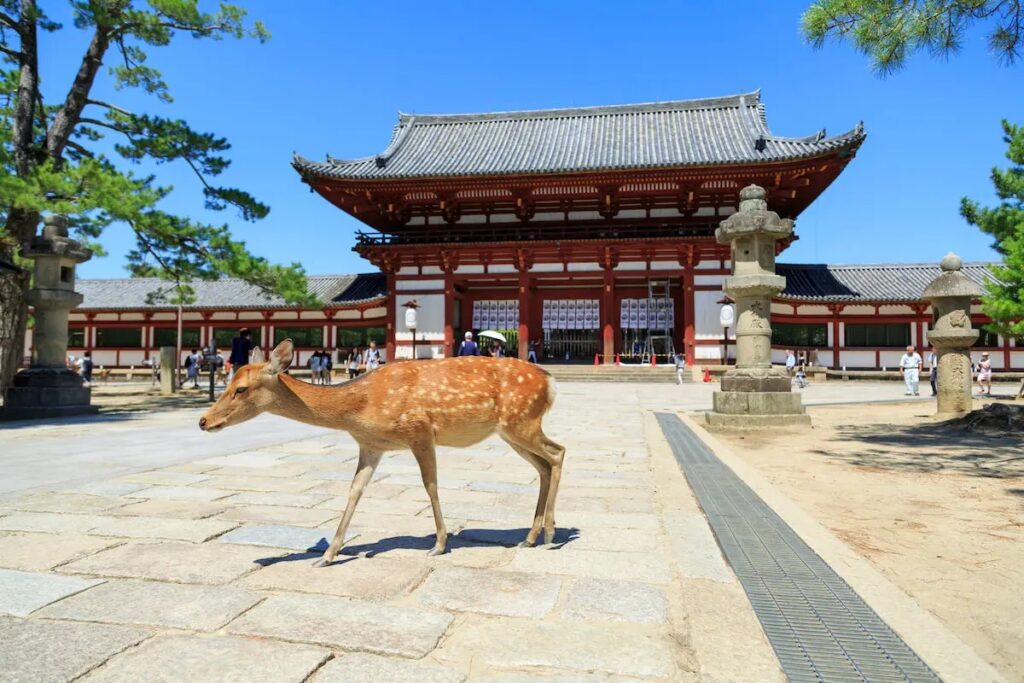 Cerf sika au Tōdai-ji