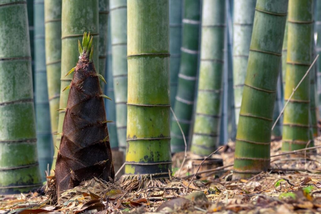 Pousse de bambou