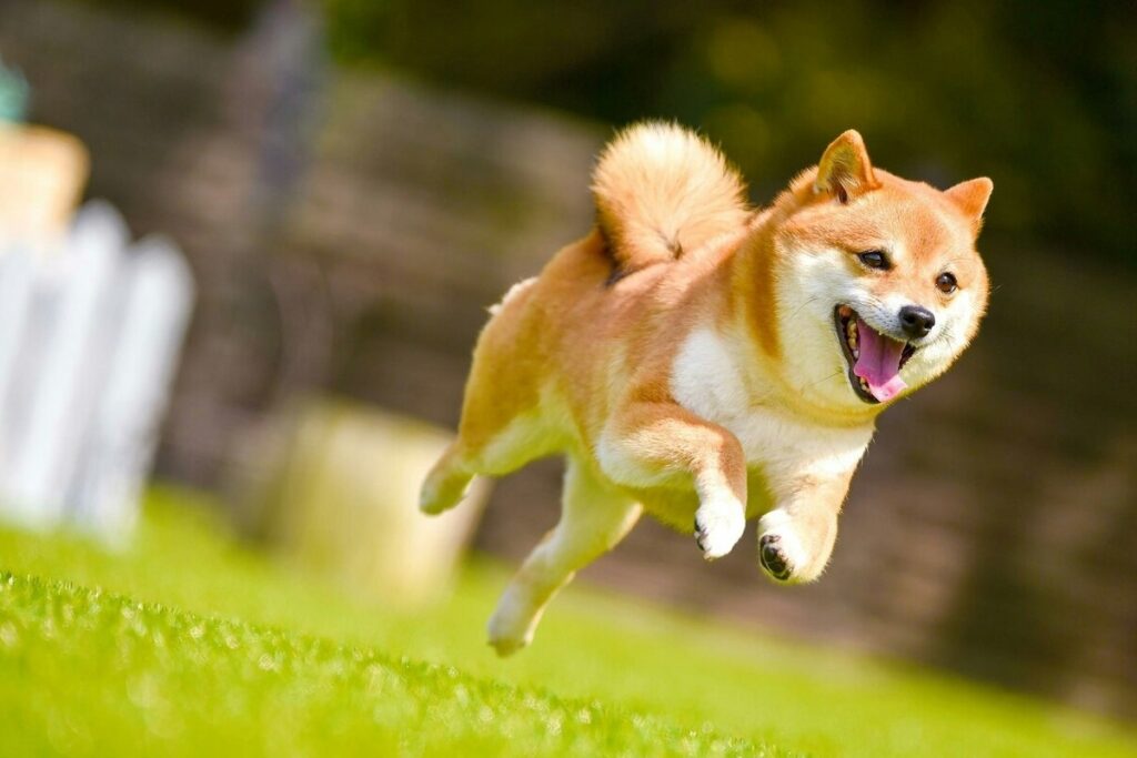 Shiba inu