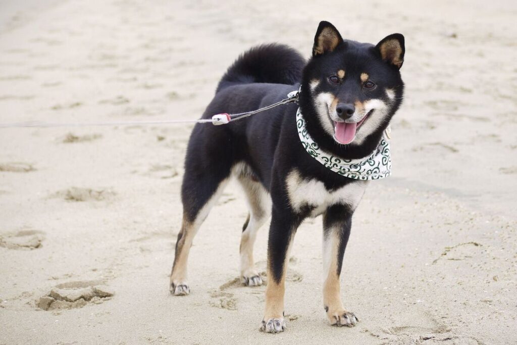 Shiba inu