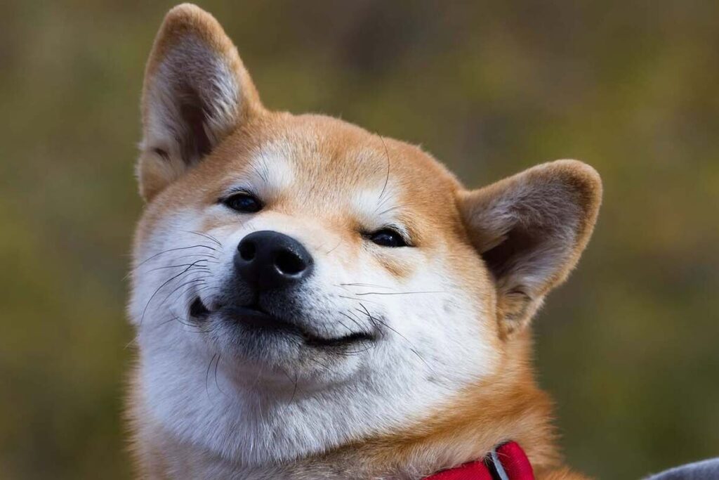Shiba inu