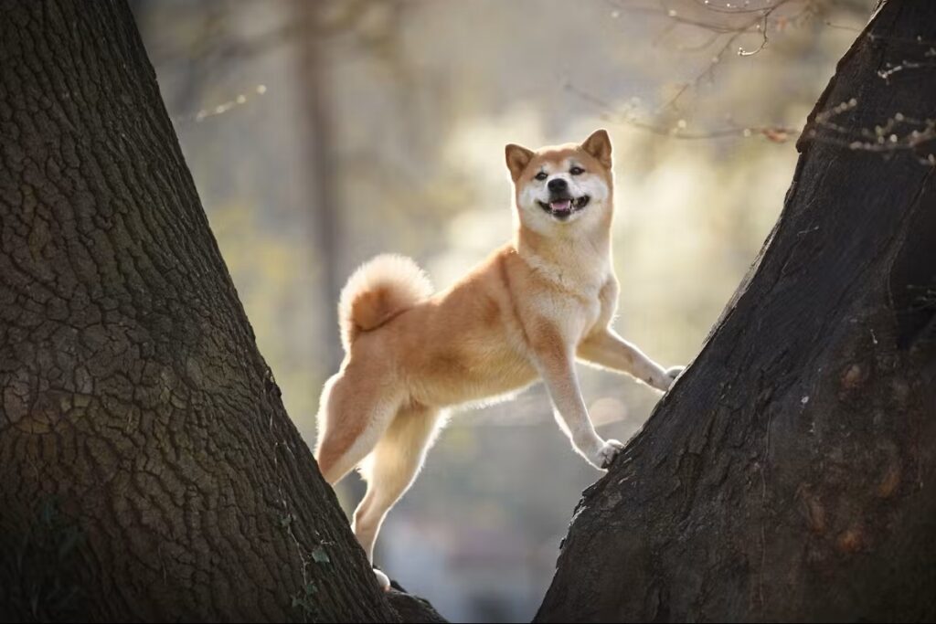 Shiba inu