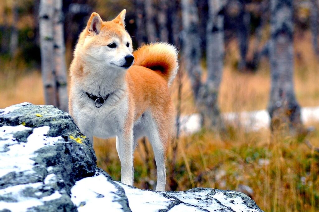 Shiba inu