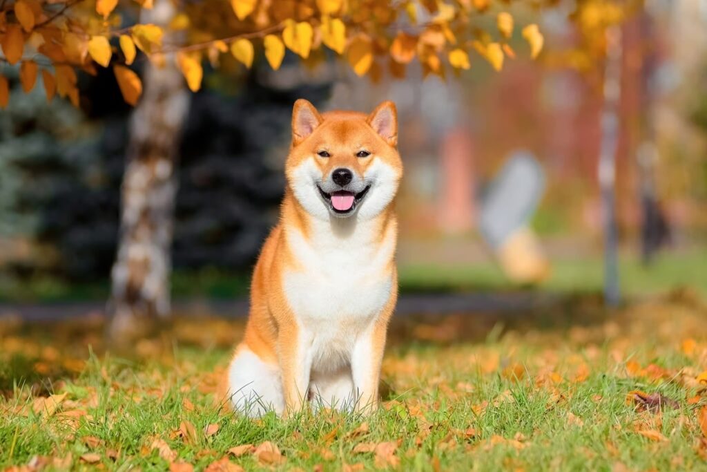 Shiba inu