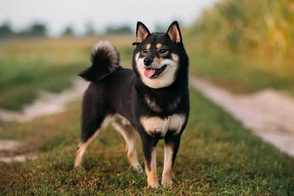 Shiba inu