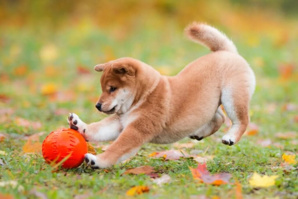 Shiba inu