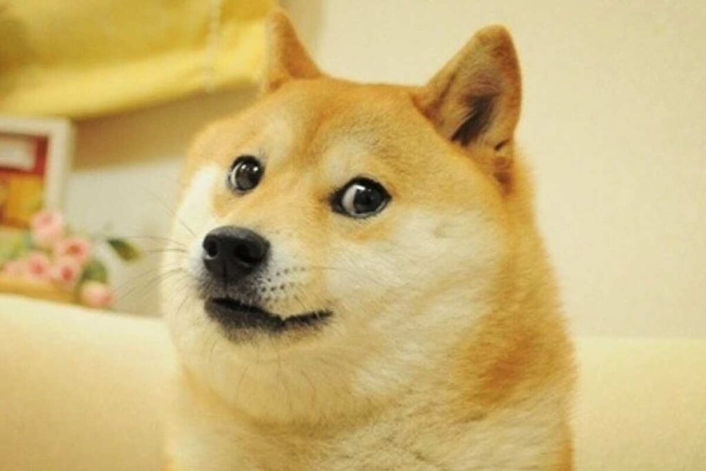 Shiba inu