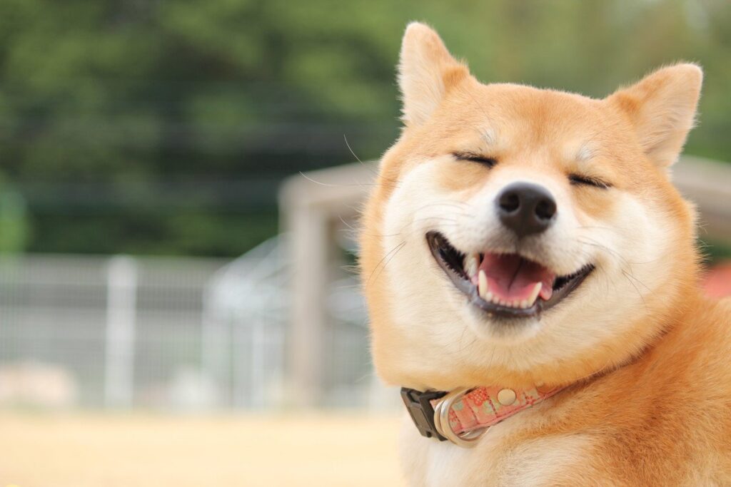 Shiba inu
