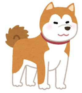 秋田犬 Akita inu