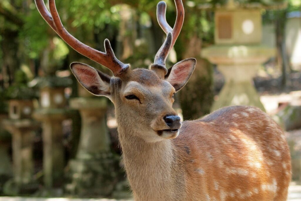 Cerf sika