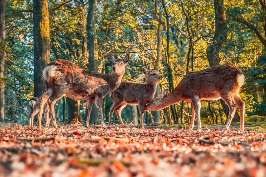Cerf sika