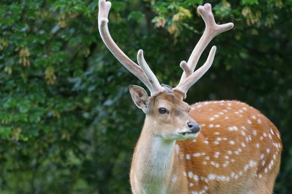 Cerf sika