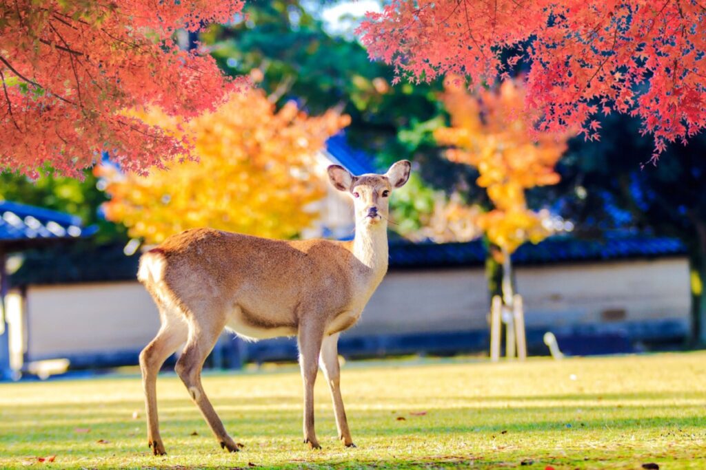 Cerf sika