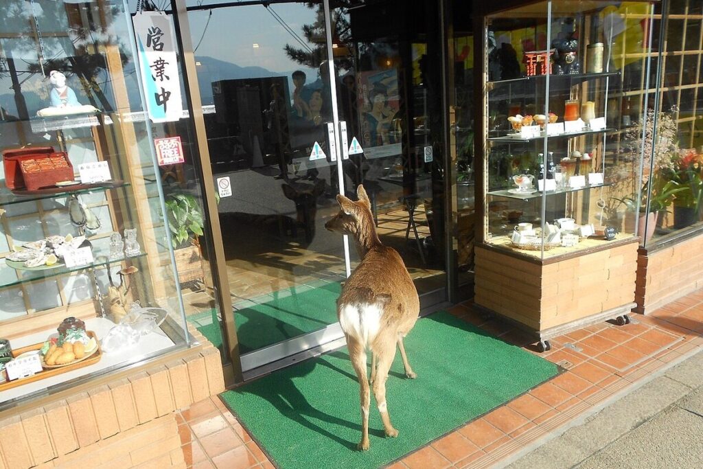 Cerf sika