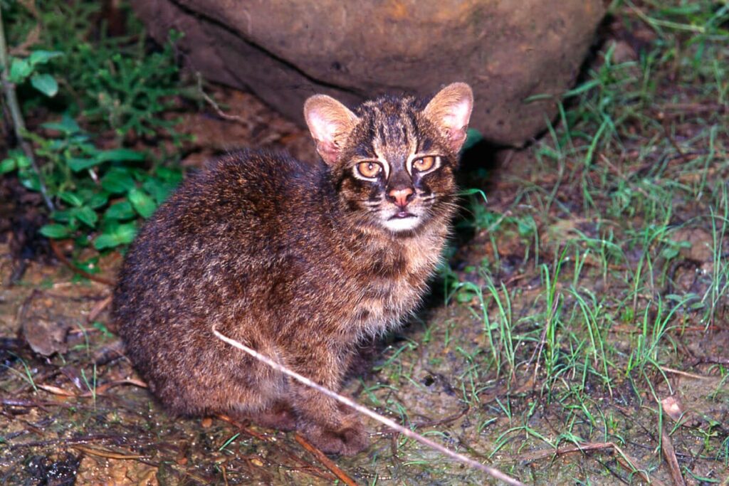 Chat d'Iriomote