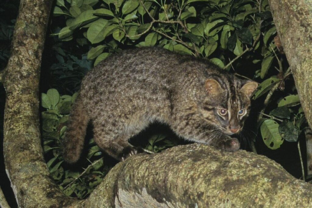 Chat d'Iriomote