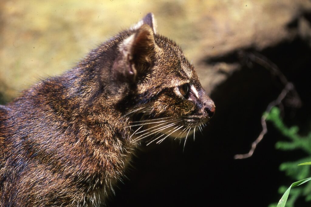 Chat d'Iriomote