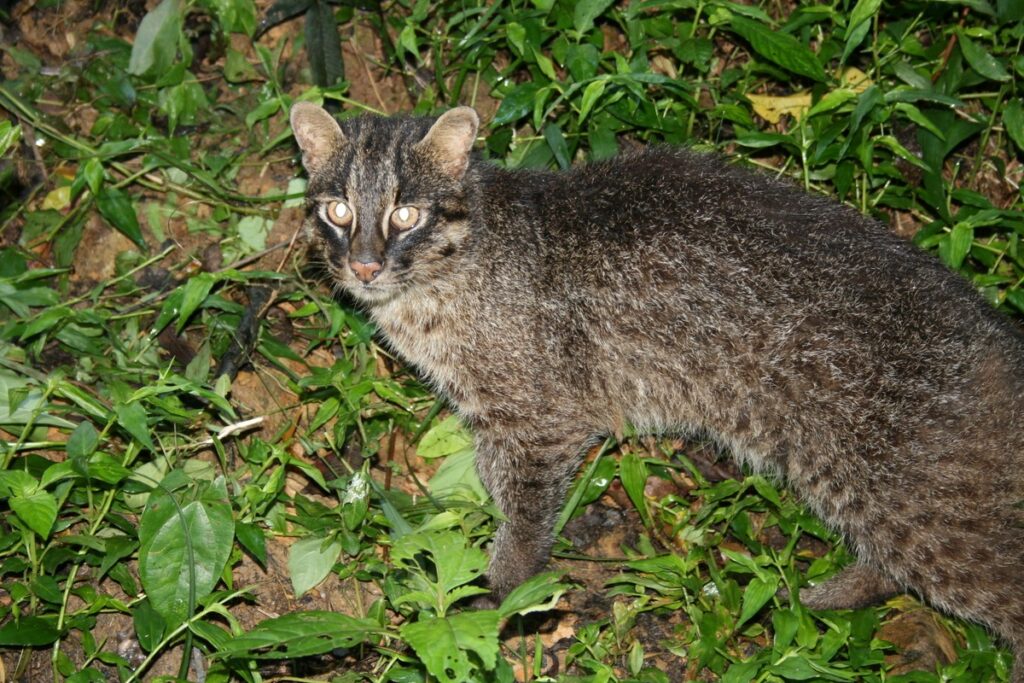 Chat d'Iriomote