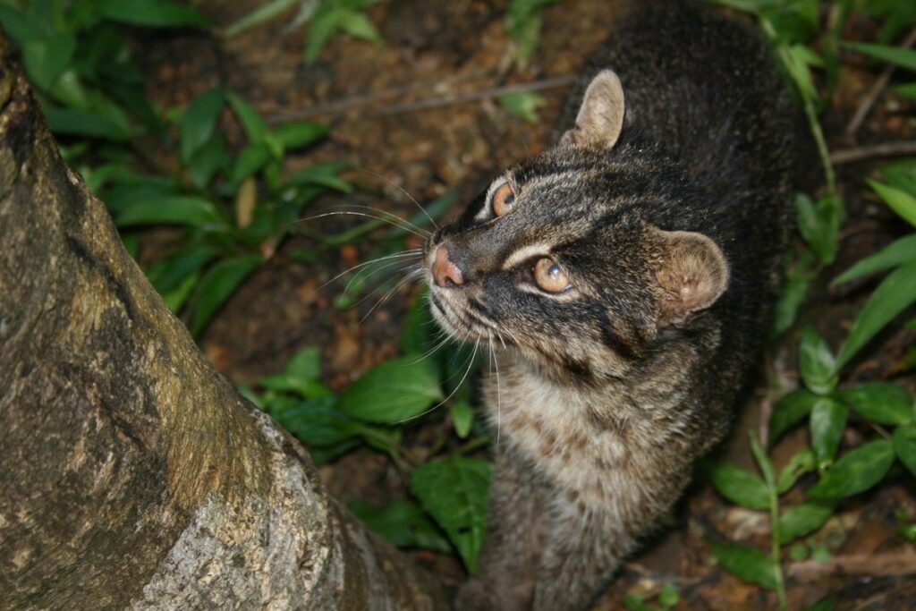 Chat d'Iriomote