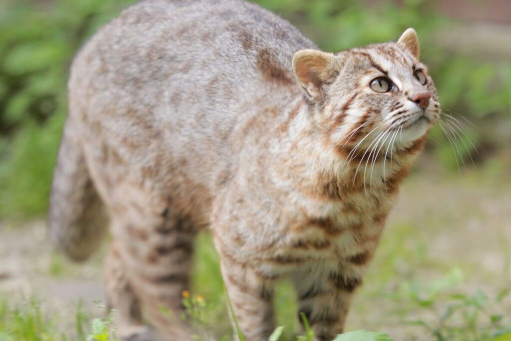 Chat de Tsushima