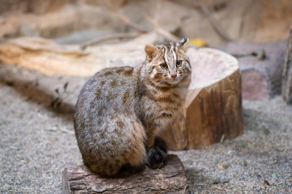 Chat de Tsushima