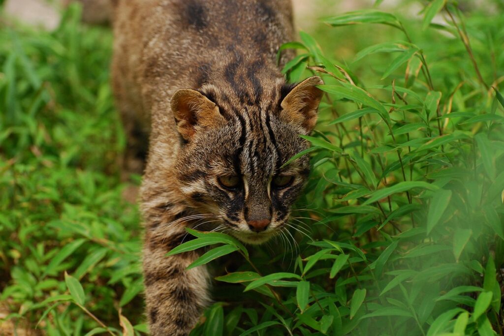 Chat de Tsushima
