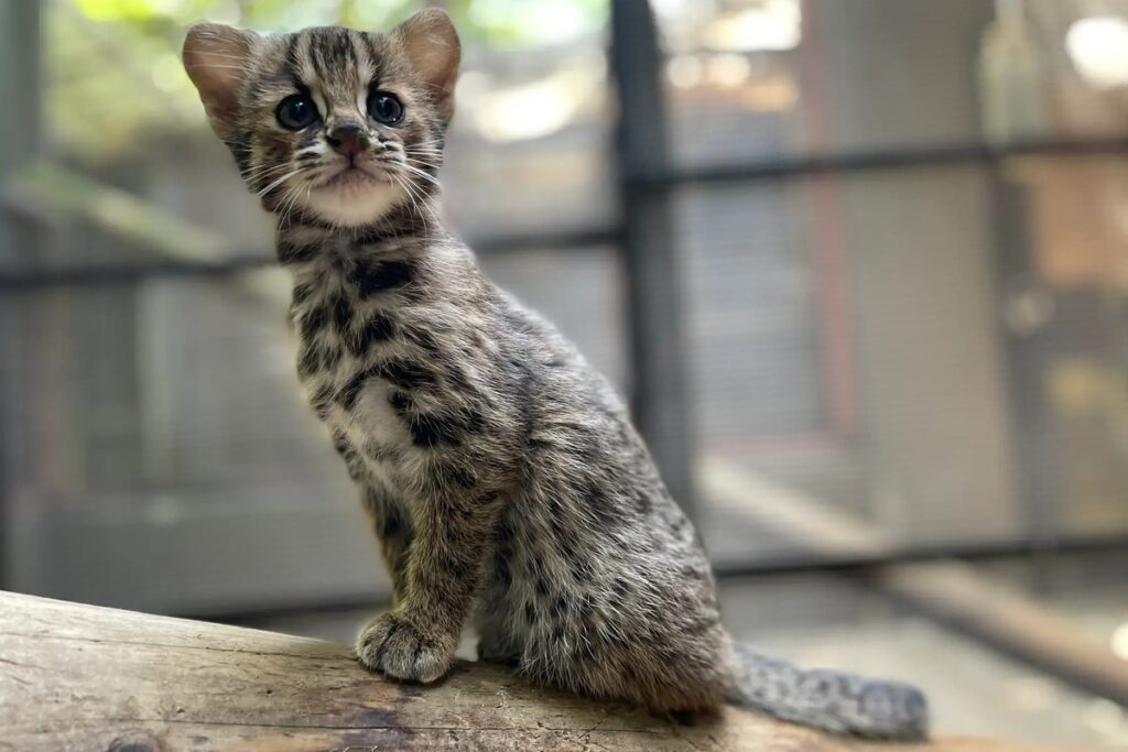 Chat de Tsushima