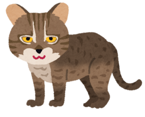 イリオモテヤマネコ Chat d'Iriomote