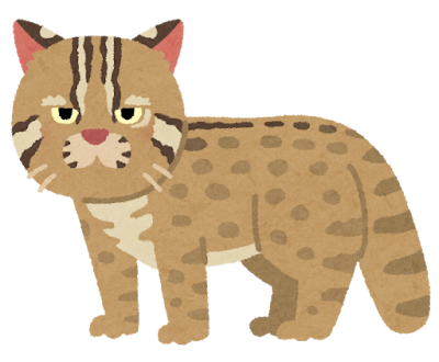 ツシマヤマネコ Chat de Tsushima